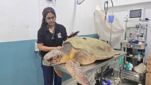 Loggerhead Sea Turtle Rescue Mumbai | Yellow Gate Police Sea Turtle Rescue | 100kg Rare Turtle Rescued Dahanu Rehabilitation | Mumbai Mangrove Cell Wildlife Rescue