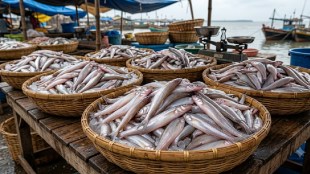 uran fish market bombil price drop | fresh bombil fish price maharashtra | uran coastal news | bombil fish rates in shravan month