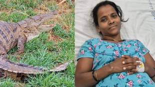 Chiplun Crocodile Attack