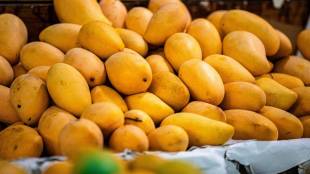 maharashtra-mango-export