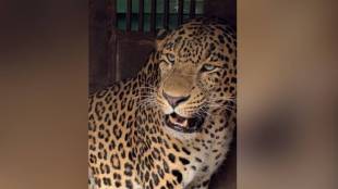 shirur leopard trapped | pimpal suti leopard news | manikdoh leopard rescue center | pune forest department action