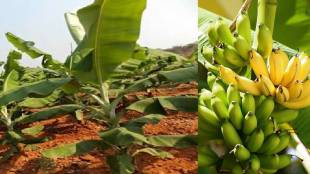 banana-farming