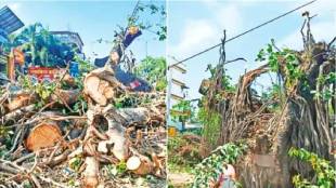 Kasarvadavali Kharbav Creek Bridge Project Thane | MMRDA Thane Tree Felling Issue | Rohit Joshi Environment Activist Thane | Thane Municipal Corporation Tree Authority Controversy
