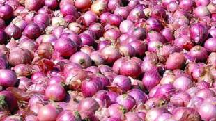 Navi Mumbai Vashi APMC Onion Price Surge | Onion Rates Hike Lasalgaon Nashik Market Maharashtra | Manohar Totlani Vashi APMC Merchant Statement | Kanda Express Buffer Stock Onion Supply India