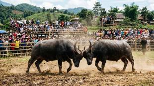 bull-fight