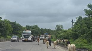 Vasai Sakwar Cattle Accident