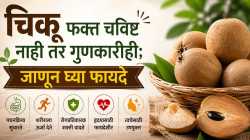 पचनापासून त्वचेपर्यंत; चिकू खाण्याचे ‘हे’ फायदे तुम्हाला माहित आहेत का?