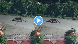 VIDEO: बिबट्याची दयाळू बाजू ! कुत्र्याच्या लहान पिल्लाला न मारता सुखरूप सोडलं, घटना सीसीटीव्ही मध्ये कैद