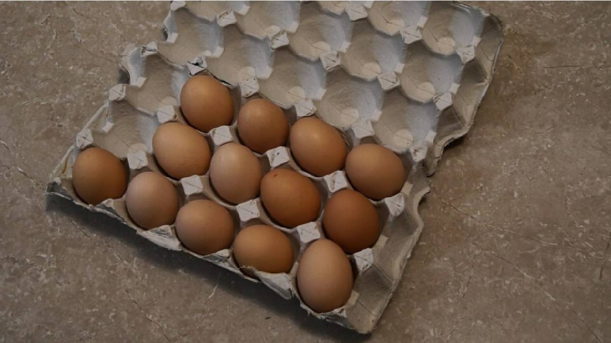 why chicken eggs are most popular