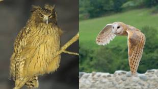 Discover rare owl species