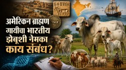 American Brahman cattle Indian Zebu: अमेरिकेतील ‘ब्राह्मण’ गायींची मुळे भारतात? ८ हजार वर्षांपूर्वीच्या झेबूशी नेमका काय संबंध?