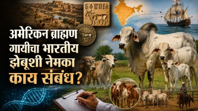 अमेरिकेतील ‘ब्राह्मण’ गायींची मुळे भारतात? ८ हजार वर्षांपूर्वीच्या झेबूशी नेमका काय संबंध?