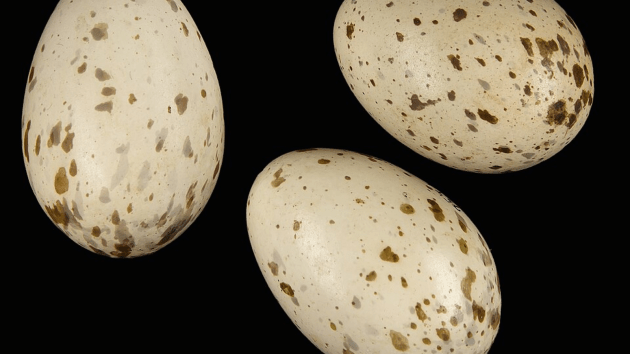why chicken eggs are most popular