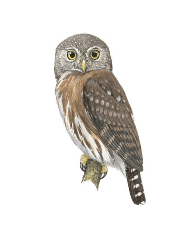 Discover rare owl species