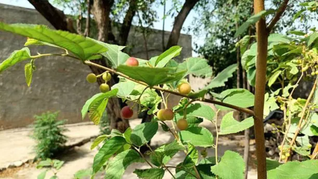 Lesser-known fruits of India