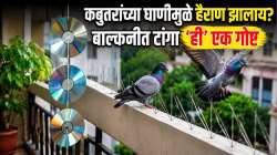 कबुतर बाल्कनीत फिरकणार नाहीत, वापरा CD चा ‘हा’ जुगाड; मिनिटांत मिळेल कायमची सुटका