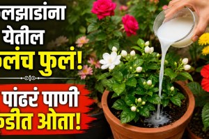 Rice water being used as a natural gardening aid for flowering plants like jasmine and rose