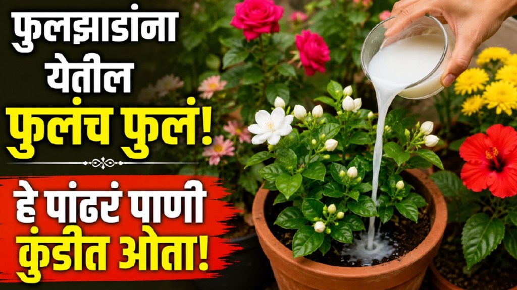 Rice water being used as a natural gardening aid for flowering plants like jasmine and rose Rice water being used as a natural gardening aid for flowering plants like jasmine and rose