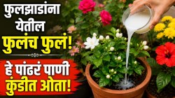 मोगरा, गुलाब, जास्वंद, शेवंतीला येतील फुलंच फुलं! फक्त कुंडीत ओता ‘हे’ पांढरं पाणी; १० दिवसांत कळ्यांनी भरून जाईल कुंडी!