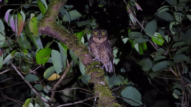 Discover rare owl species