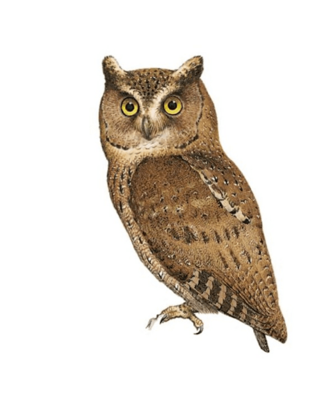 Discover rare owl species