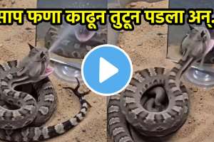 Snake Mirror Video Viral