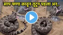 सापासमोर आरसा ठेवताच चकताळला, अन् फणा काढून तुटून पडला अन्… पाहा थरारक Video