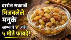 सकाळी रिकाम्या पोटी भिजवलेले मनुके खाल्ल्यास शरीरात काय बदल होतात? जाणून घ्या आयुर्वेदिक फायदे