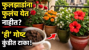 Used tea powder being added to a potted flowering plant as homemade fertilizer