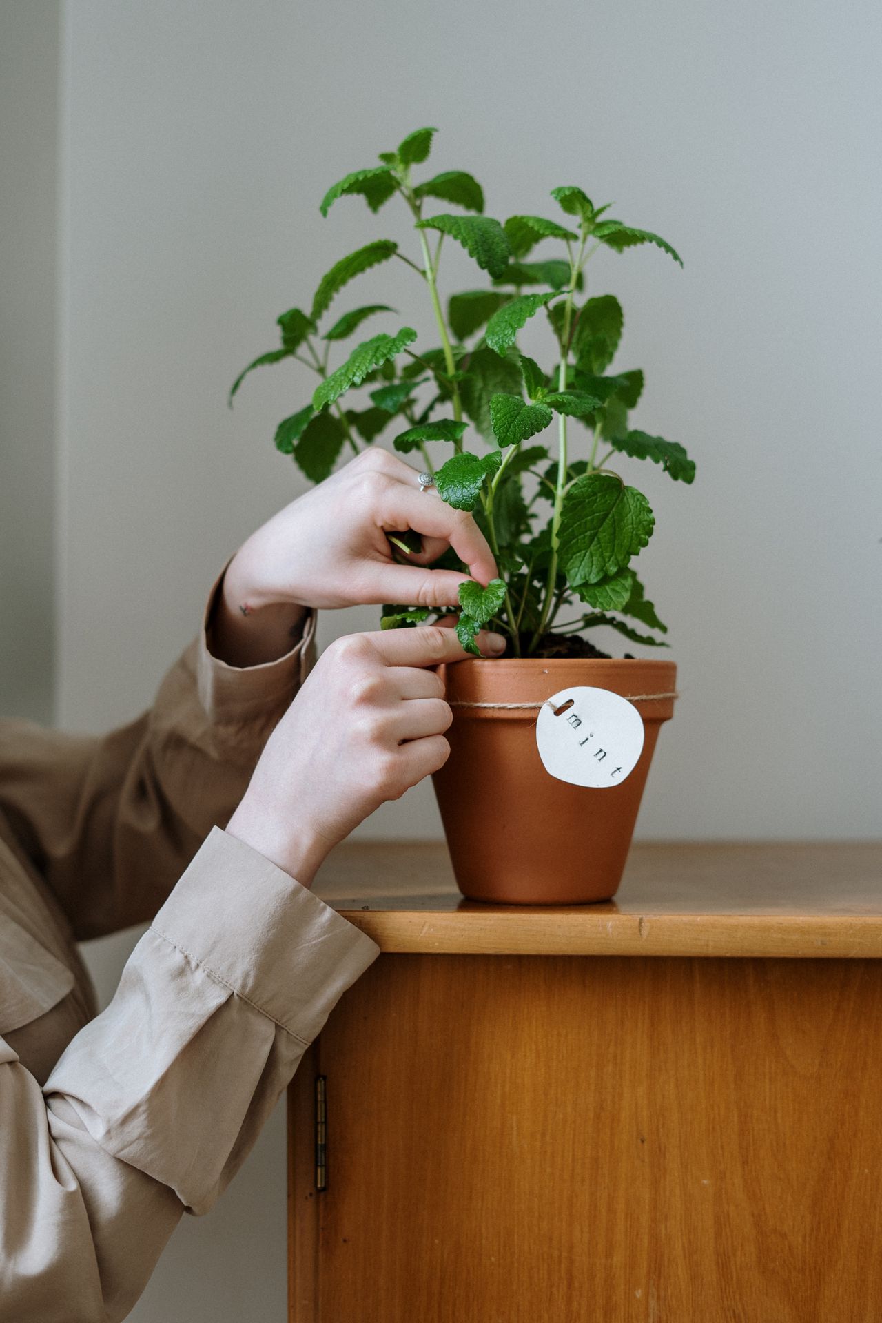 These Plants Drive Away Lizards At Home