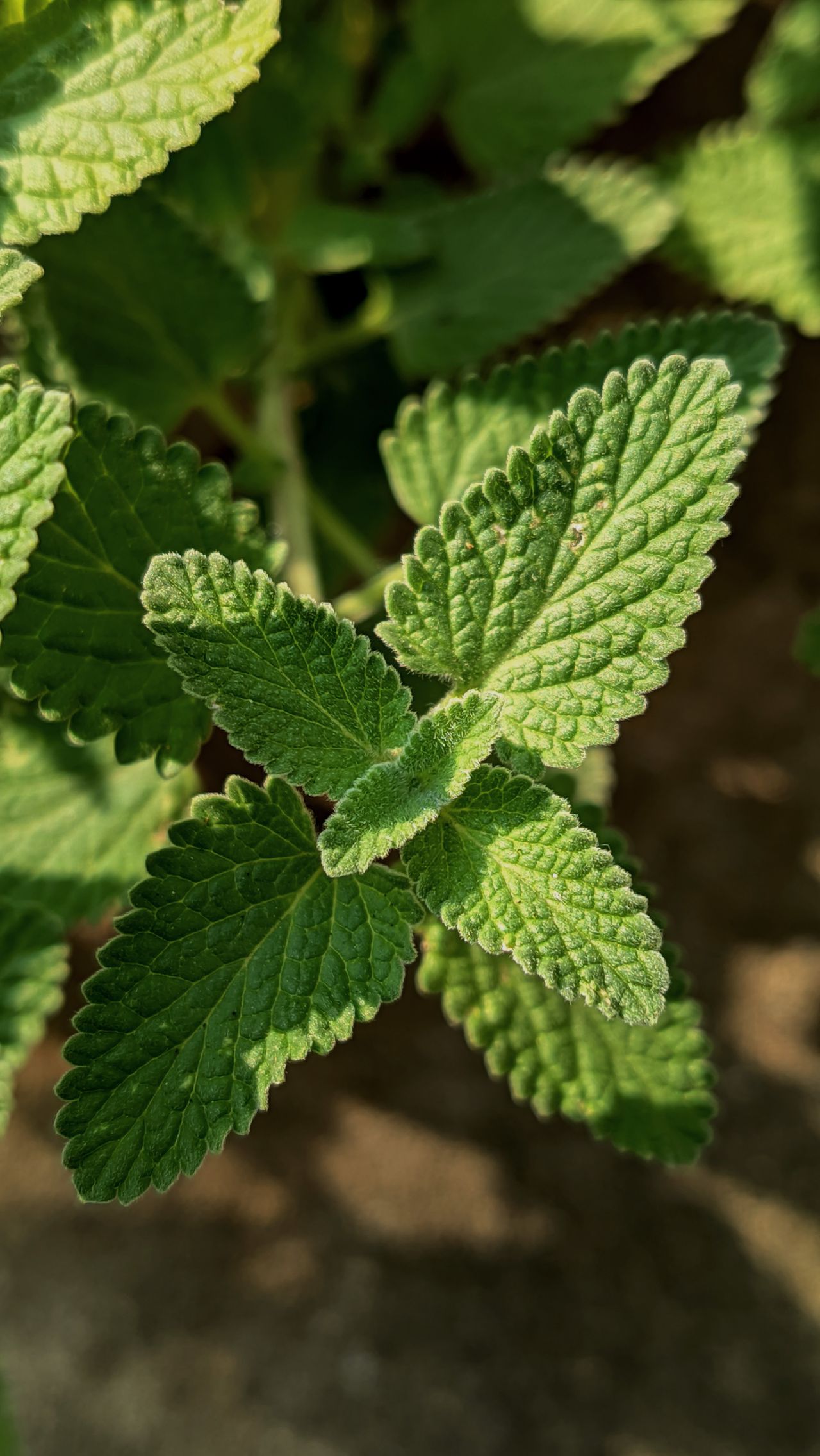 These Plants Drive Away Lizards At Home