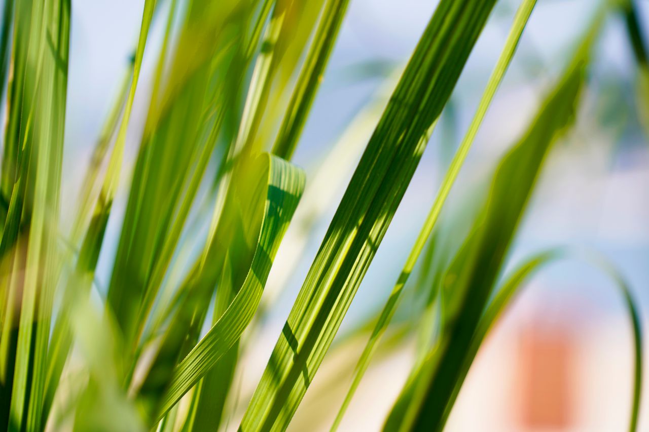 These Plants Drive Away Lizards At Home