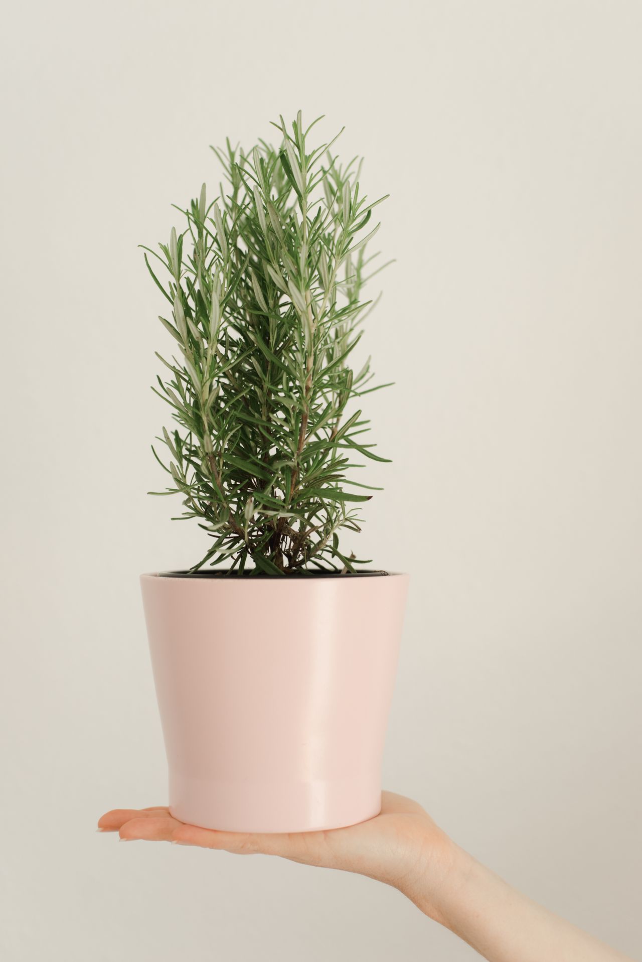 These Plants Drive Away Lizards At Home