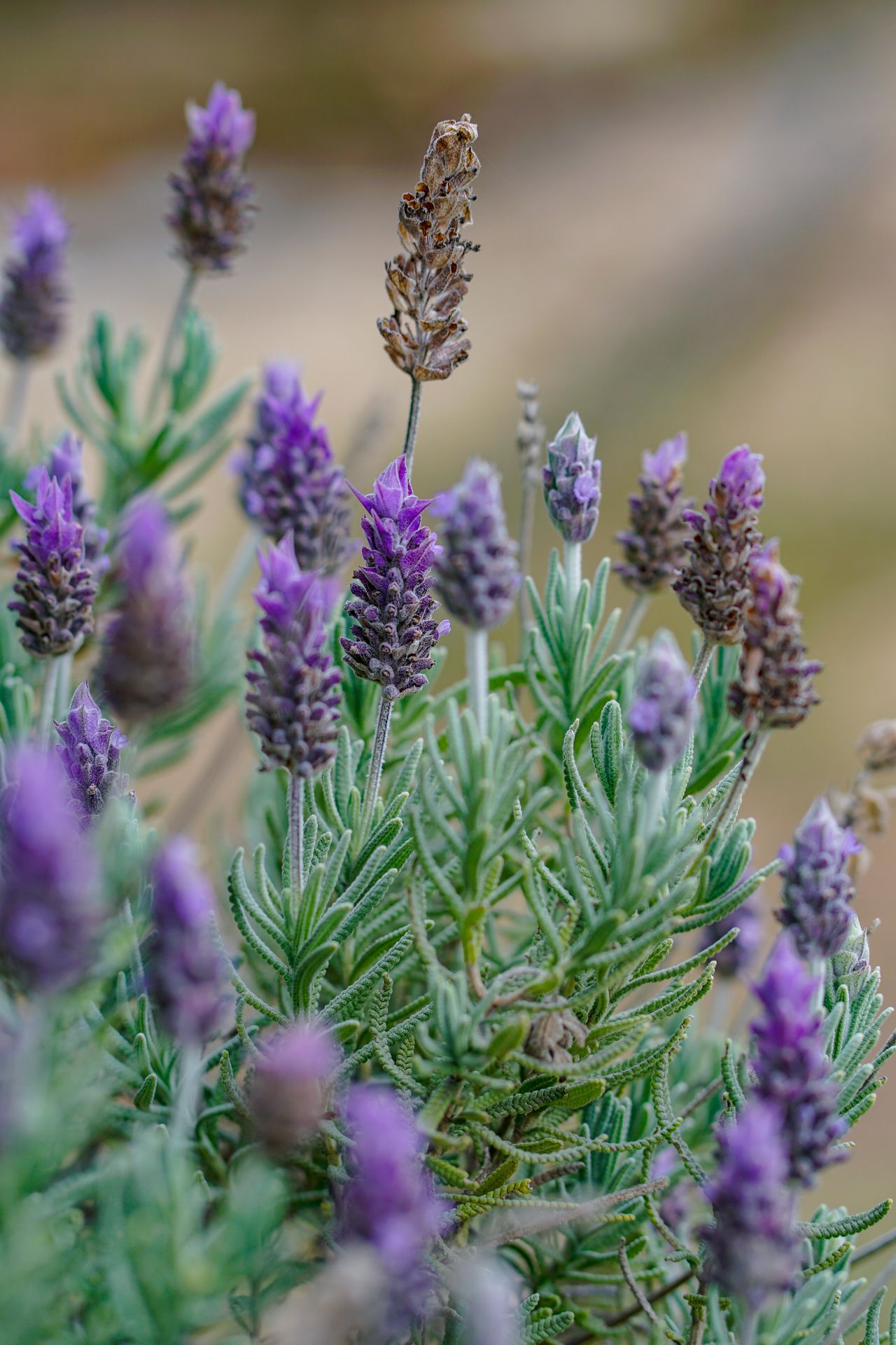 These Plants Drive Away Lizards At Home
