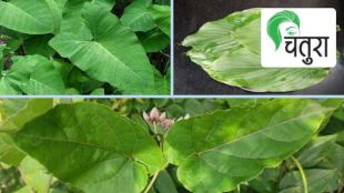 Monsoon Leaf Traditions Mumbai Babulnath | Traditional Leaf Cooking Traditions Maharashtra | Gamdevi Babulnath Shopping Food Walk | Maithili Kelkar Nisarglipi Column