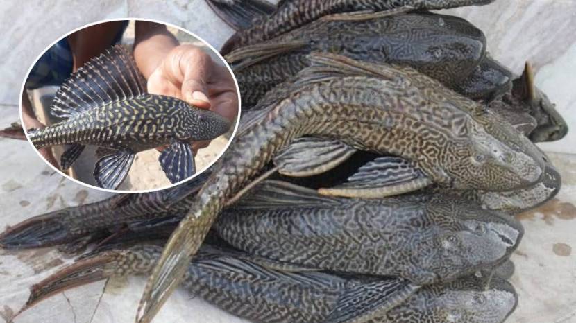 Ujani Dam Suckermouth Catfish