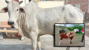 Umarada Cow & Madgyal Sheep Approved