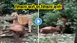 ‘इथे प्रत्येक पाऊलावर मृत्यू टपलाय!’ गर्द झाडीतून अचानक आला वाघ अन् लोकांसमोरच घोड्याला फरफटत नेलं; Video पाहून काळजाचे पाणी होईल
