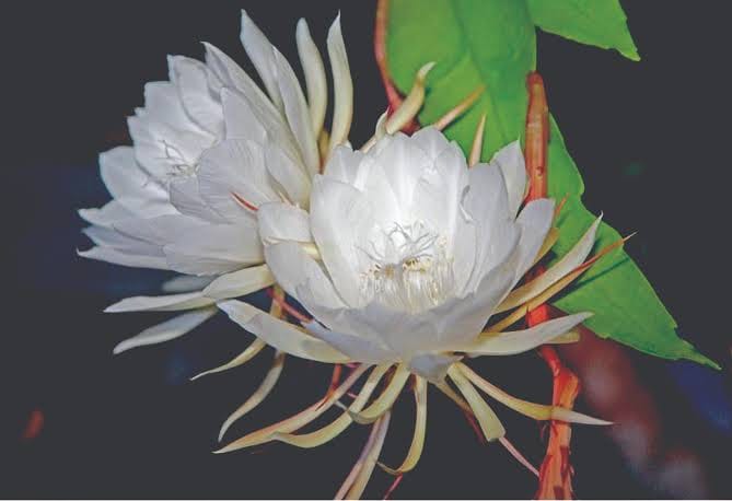 Real Brahma Kamal flower Saussurea Obvallata in Himalayas | Brahma Kamal flower facts and differences in Marathi | हिमालयातील दुर्मीळ खरे ब्रह्मकमळ वनस्पती | ब्रह्मकमळ आणि मरुपत्र वनस्पतीतील फरक
