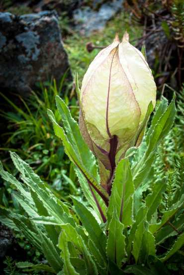Real Brahma Kamal flower Saussurea Obvallata in Himalayas | Brahma Kamal flower facts and differences in Marathi | हिमालयातील दुर्मीळ खरे ब्रह्मकमळ वनस्पती | ब्रह्मकमळ आणि मरुपत्र वनस्पतीतील फरक
