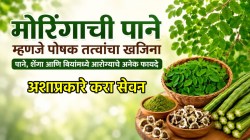 मोरिंगाची पाने, शेंगा आणि बियांमध्ये दडलेत आरोग्याचे ‘हे’ फायदे; रोगप्रतिकारशक्ती ते पचनापर्यंत ठरते अत्यंत उपयुक्त