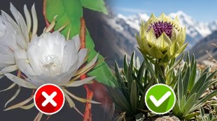 Real Brahma Kamal flower Saussurea Obvallata in Himalayas | Brahma Kamal flower facts and differences in Marathi | हिमालयातील दुर्मीळ खरे ब्रह्मकमळ वनस्पती | ब्रह्मकमळ आणि मरुपत्र वनस्पतीतील फरक