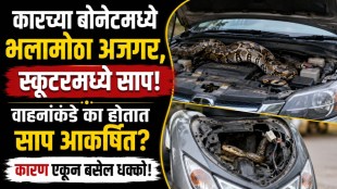कारच्या इंजिनमध्ये लपलेला साप आणि सुरक्षिततेचे उपाय