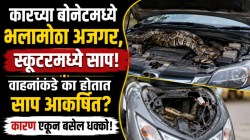 कारच्या बोनेटमध्ये अजगर, स्कूटरमध्ये साप! वाहनांकडे का होतात साप आकर्षित? कारण जाणून तुम्हालाही बसेल धक्का…