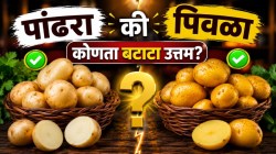 पांढरा की पिवळा? नेमका कोणता बटाटा खावा? बाजारात बटाटा घेताना रंग पाहून ‘ही’ चूक करू नका…