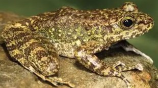 New Cascade Frog Species Discovered in Northeast India | Dr SD Biju Frogman of India | Amolops Ammachi Named After Padmini Varkey | New Amphibian Species Discovery Nagaland West Bengal Tripura