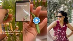 फ्लॅटच्या बाल्कनीत शेती! मराठी अभिनेत्रीने घरच्या छोट्याशा कुंडीत लावलं हिरव्या मिरचीचं रोप, नंतर बनवला ‘हा’ खास पदार्थ