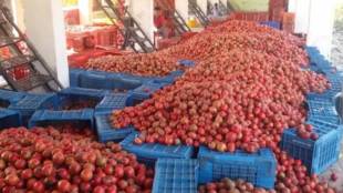 atpadi market pomegranate arrival | sangli pomegranate prices | atpadi krushi utpanna bazar samiti | pomegranate auction price maharashtra