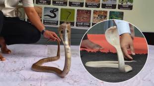 Battis Shirala Nagpanchami 2026 | Rare White Cobra Exhibition Sangli | Sangli Forest Department Security Patrol | Shirala Nagpanchami Snake Show Rules