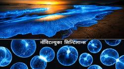 कुतूहल : समुद्रकिनारे का चमकतात?